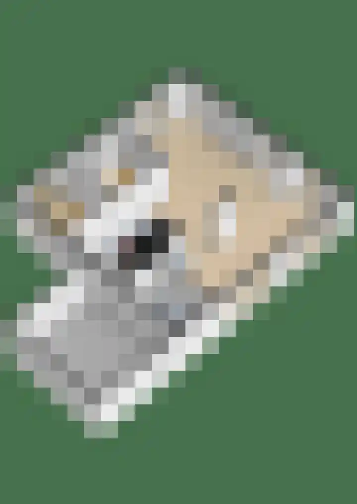 Koploper 20 Kampen thumbnail 89