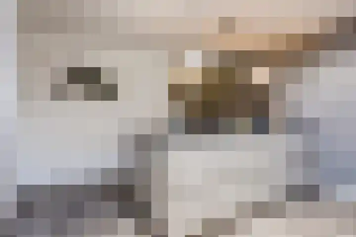 Koppelen 22 Steensel thumbnail 15