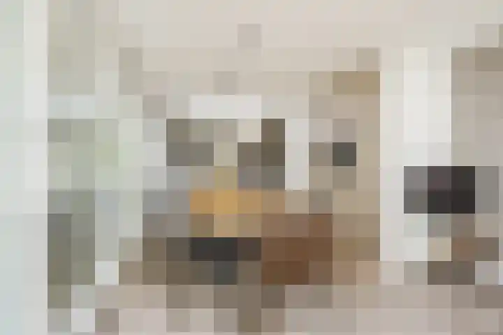 Koppelen 22 Steensel thumbnail 20