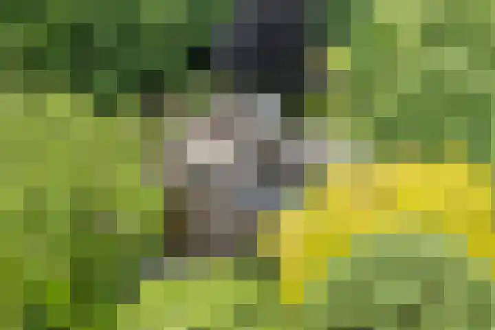 Koppelen 22 Steensel thumbnail 59