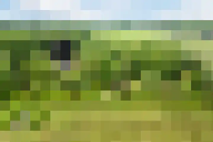 Koppelen 22 Steensel thumbnail 60