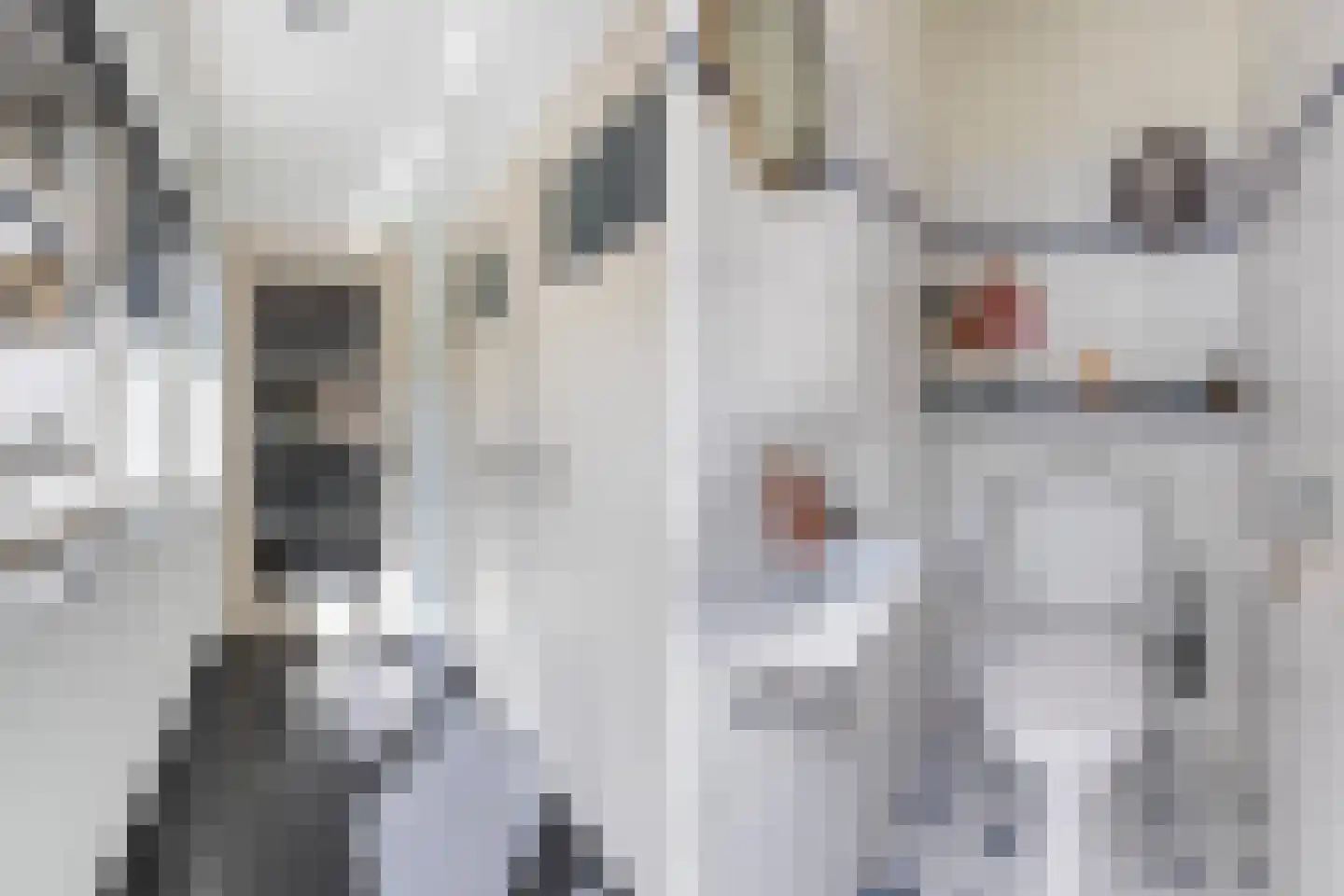 Koppelstraat 15 Bredevoort thumbnail 18
