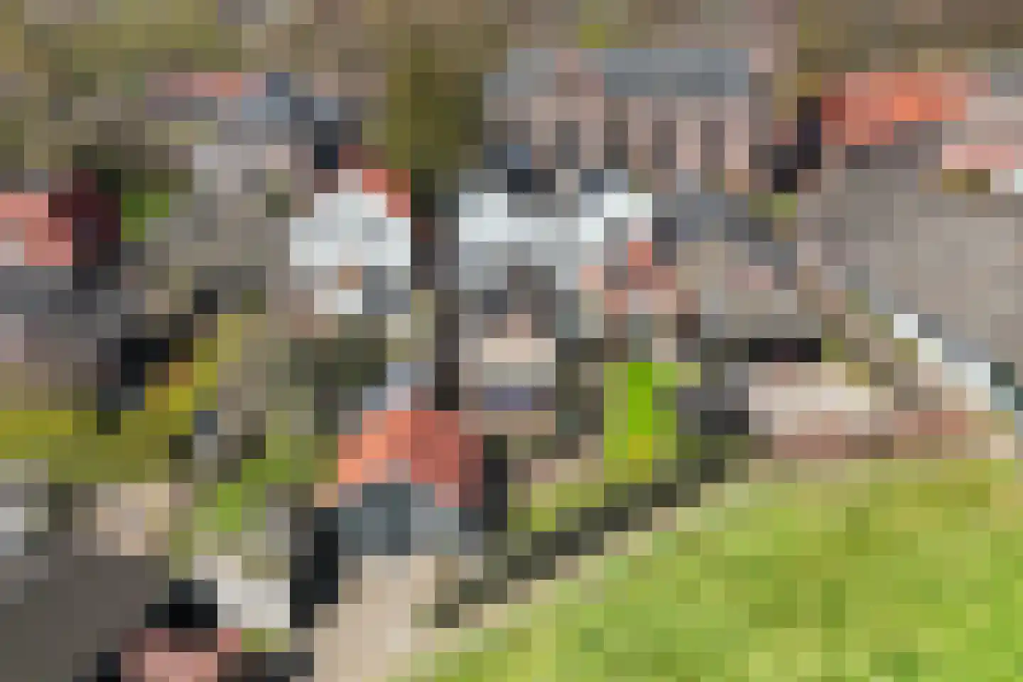 Koppelstraat 15 Bredevoort thumbnail 36
