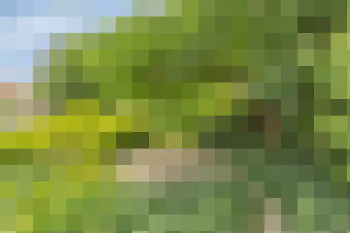 Koppelwijk OZ 25 Emmer-Compascuum thumbnail 38