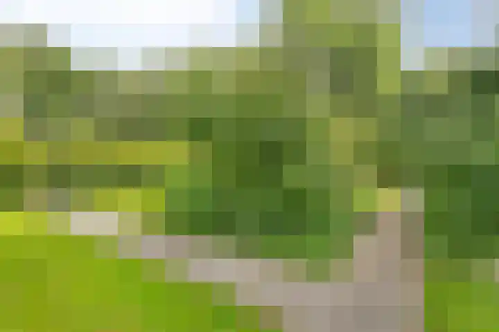 Koppelwijk OZ 25 Emmer-Compascuum thumbnail 43