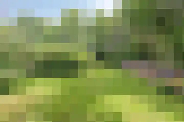 Koppelwijk OZ 25 Emmer-Compascuum thumbnail 46