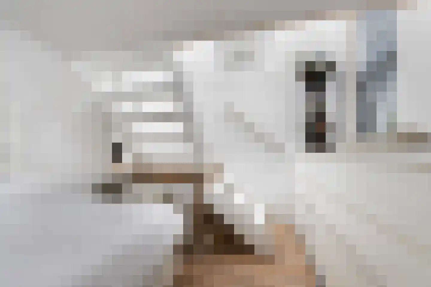 Koppenberch 4 Doesburg thumbnail 22