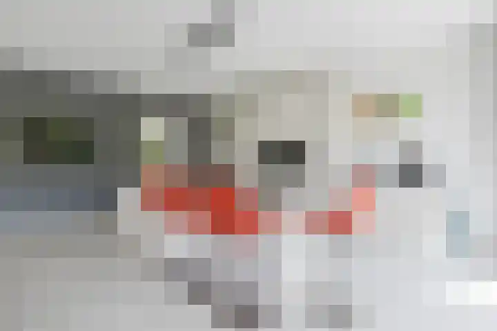 Koraal 102 Heerhugowaard thumbnail 13