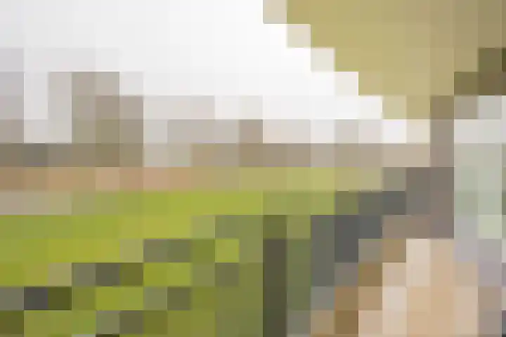 Koraal 126 Zeewolde thumbnail 12