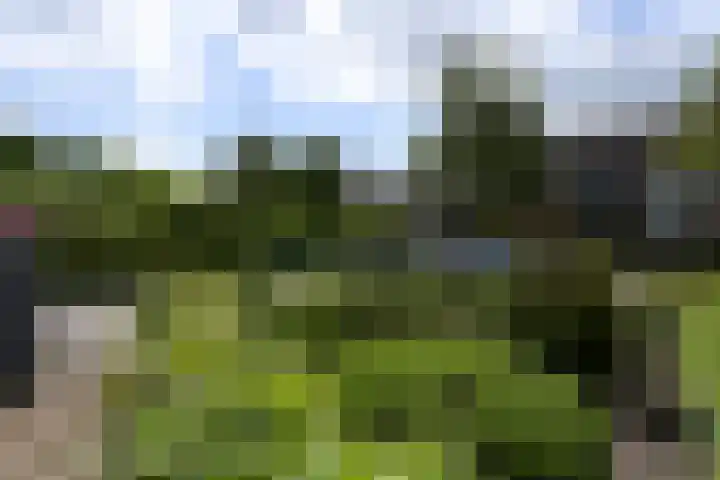 Koraal 40 Mijdrecht thumbnail 60