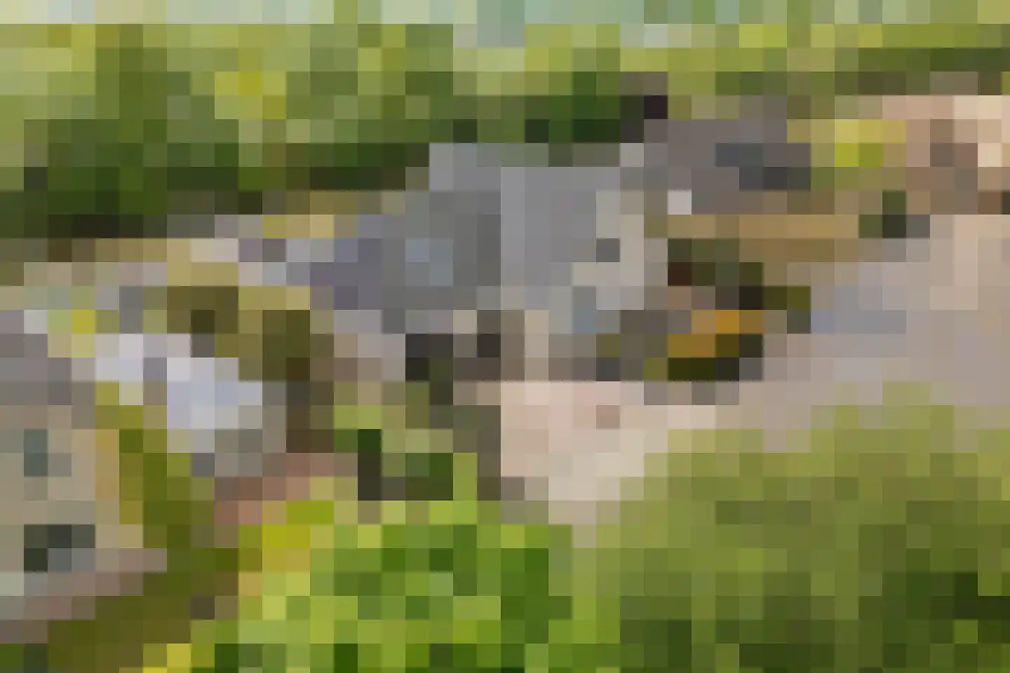 Koraaldreef 44 Emmen thumbnail 35