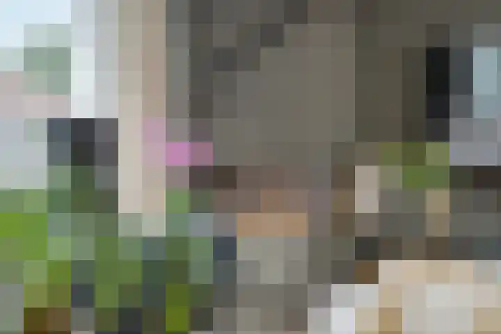 Koraalrood 42 Zoetermeer thumbnail 31
