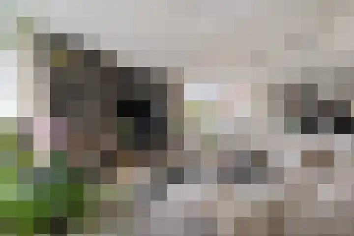 Koraalrood 42 Zoetermeer thumbnail 32