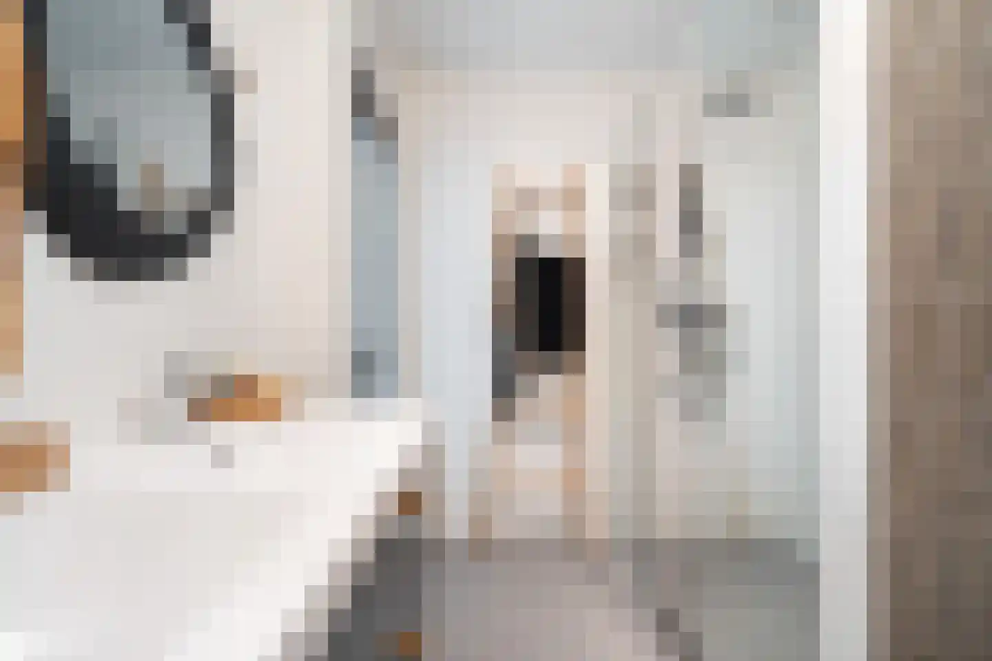 Koraalrood 46 Zoetermeer thumbnail 50