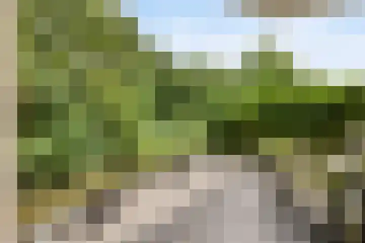 Koraalzwam 107 Alphen aan den Rijn thumbnail 17