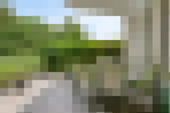 Koraalzwam 107 Alphen aan den Rijn thumbnail 18