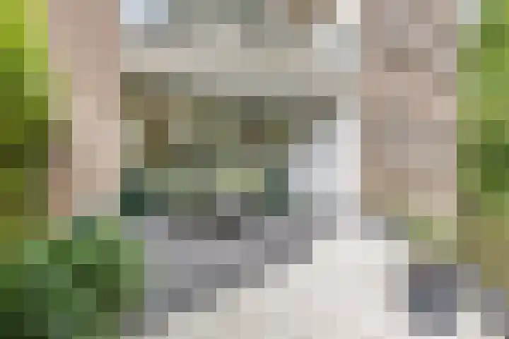 Koraalzwam 107 Alphen aan den Rijn thumbnail 19