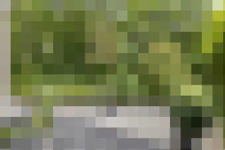Koraalzwam 107 Alphen aan den Rijn thumbnail 20