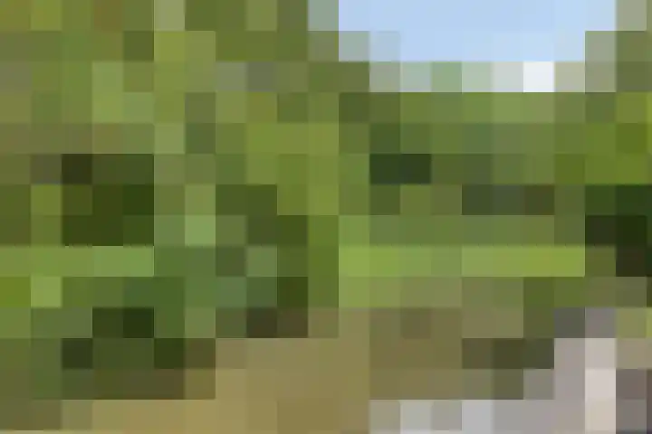 Koraalzwam 107 Alphen aan den Rijn thumbnail 21