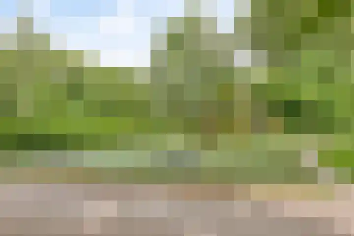 Koraalzwam 107 Alphen aan den Rijn thumbnail 31