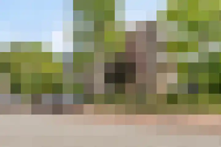 Koraalzwam 107 Alphen aan den Rijn thumbnail 5