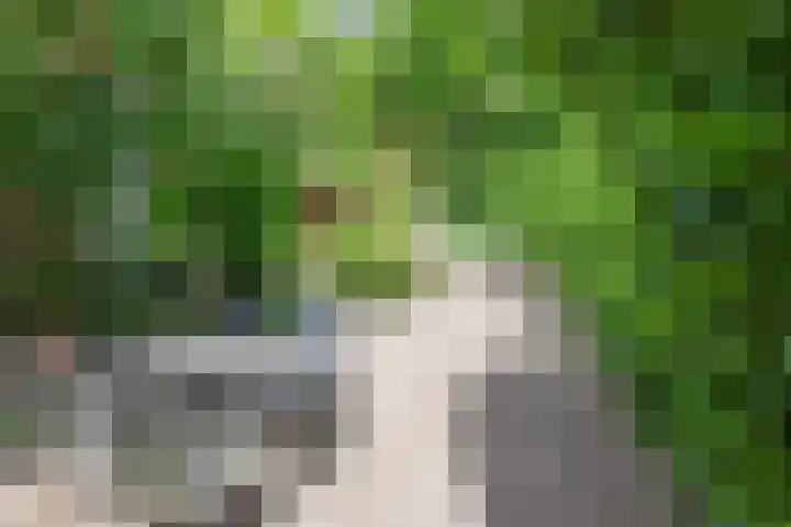 Koraalzwam 119 Alphen aan den Rijn thumbnail 36