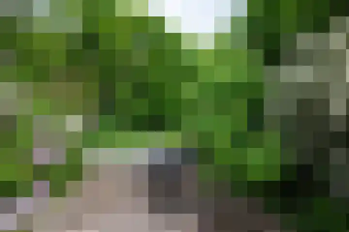 Koraalzwam 119 Alphen aan den Rijn thumbnail 37
