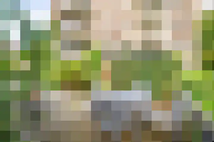 Koraalzwam 125 Alphen aan den Rijn thumbnail 4
