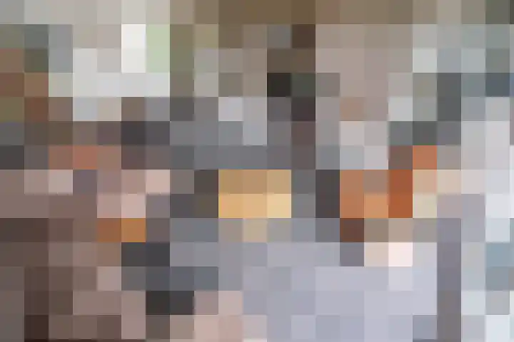 Koraalzwam 125 Alphen aan den Rijn thumbnail 5