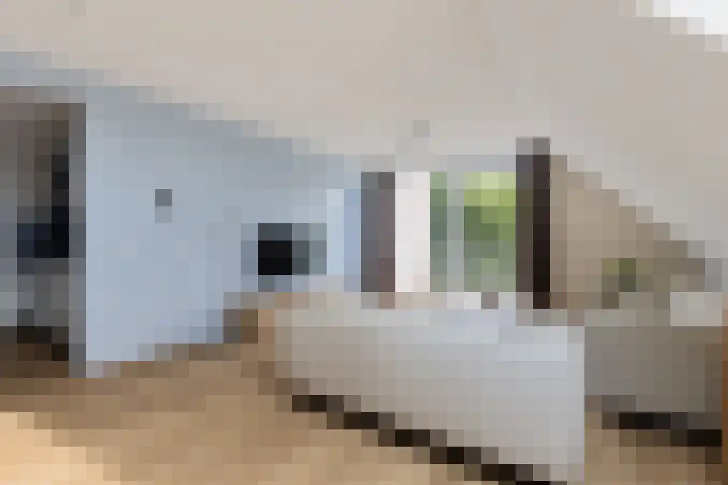 Koraalzwam 137 Alphen aan den Rijn thumbnail 13
