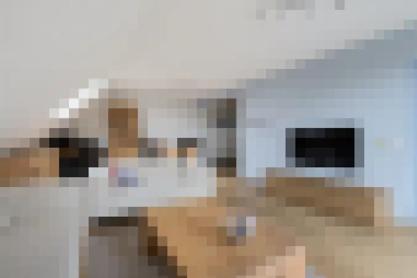 Koraalzwam 137 Alphen aan den Rijn thumbnail 19