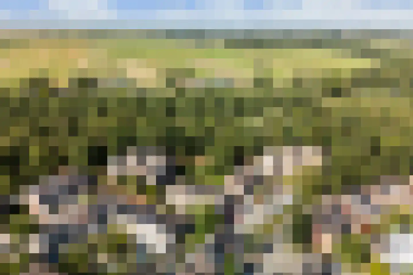 Koraalzwam 139 Alphen aan den Rijn thumbnail 4