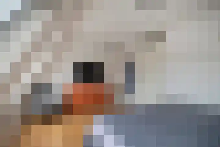 Koraalzwam 14 Veenendaal thumbnail 20