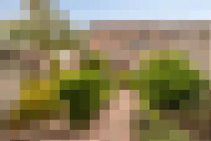 Koraalzwam 14 Veenendaal thumbnail 26