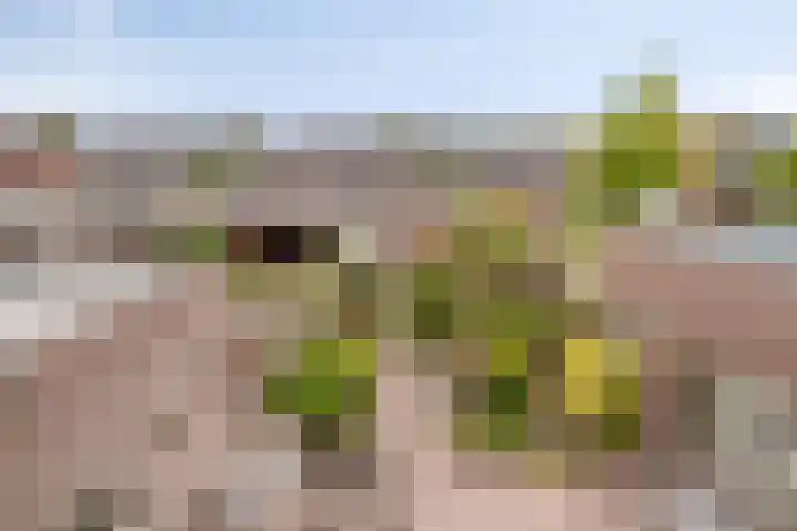 Koraalzwam 14 Veenendaal thumbnail 27