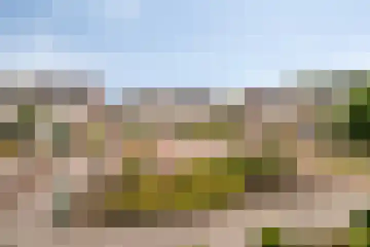 Koraalzwam 14 Veenendaal thumbnail 30