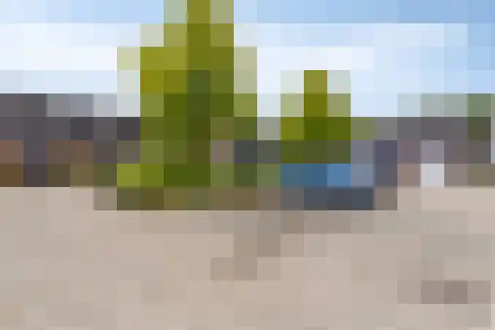Koraalzwam 14 Veenendaal thumbnail 32