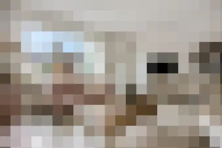 Koraalzwam 15 Veenendaal thumbnail 11
