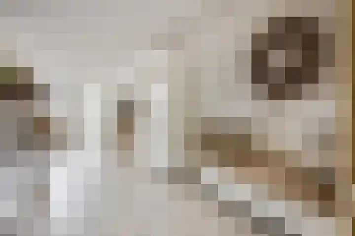 Koraalzwam 15 Veenendaal thumbnail 15
