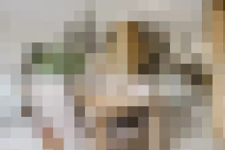 Koraalzwam 15 Veenendaal thumbnail 18
