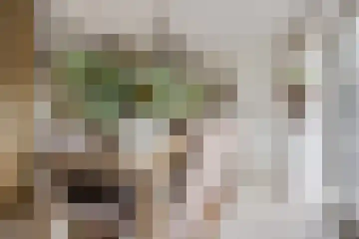 Koraalzwam 15 Veenendaal thumbnail 20