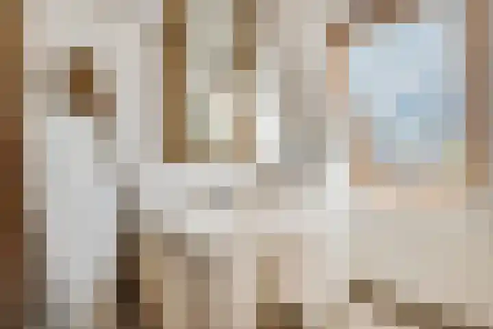 Koraalzwam 15 Veenendaal thumbnail 23