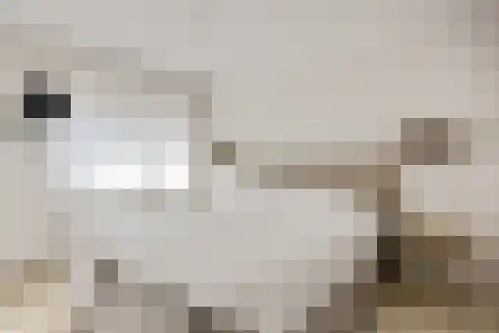 Koraalzwam 15 Veenendaal thumbnail 25