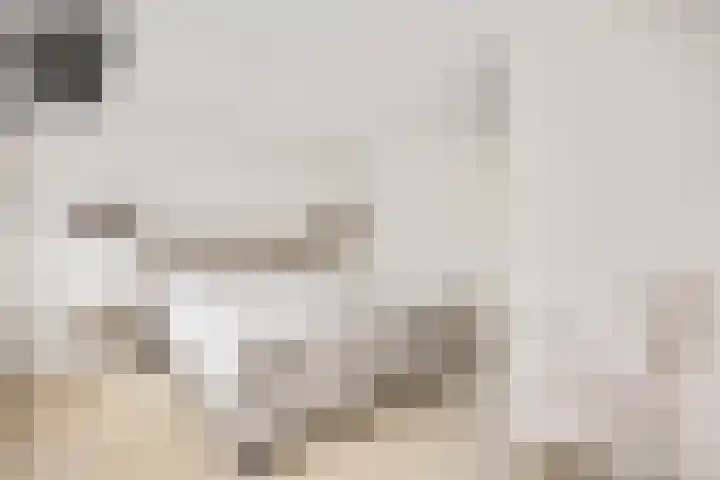 Koraalzwam 15 Veenendaal thumbnail 27
