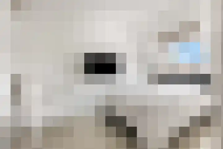 Koraalzwam 15 Veenendaal thumbnail 29