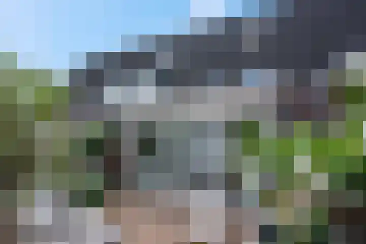 Koraalzwam 15 Veenendaal thumbnail 36