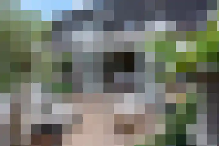 Koraalzwam 15 Veenendaal thumbnail 4
