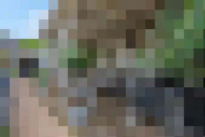 Koraalzwam 15 Veenendaal thumbnail 41