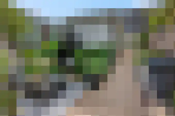 Koraalzwam 15 Veenendaal thumbnail 44