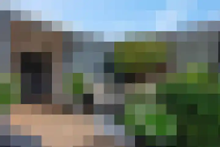 Koraalzwam 15 Veenendaal thumbnail 45